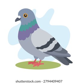 Rock pigeon in flat wildlife style. Rock pigeon illustration featuring Columba livia, familiar urban bird for education design.