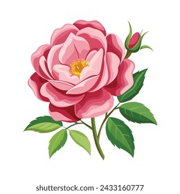 Rock Rose Flower Illustration on White Background