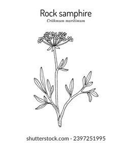 Rock Samphire (Crithmum maritimum), edible and medicinal plant. Hand drawn botanical vector illustration