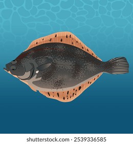 Rock Sole Fish Vector Image