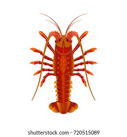 Rock spiny lobster isolated on white background. Vector illustration