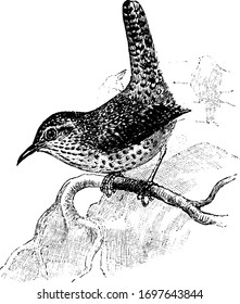 Rock Wren es un pequeño pájaro que tiene un dibujo de línea gris, vintage o grava ilustración.