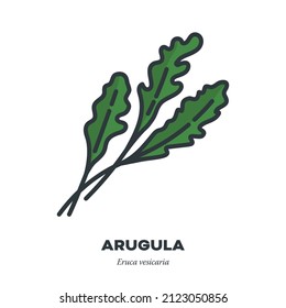 Rocket or Arugula leaves vegetable icon, outline with color fill style vector illustration