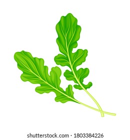 Rocket Leaf Vegetable or Salad Greens as Plant with Edible Leaves Vector Illustration