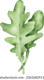 rocket vegetable watercolor illustration isolated element