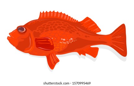 Rockfish, acadian redfish is marine deep-water fish of sebastes genus with reddish-orange body. Perch. Vector cartoon illustration isolated on white for cooking, biological, ecological projects.