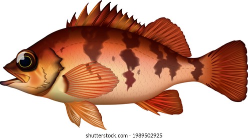 Rockfish Stock Vectors, Images & Vector Art | Shutterstock