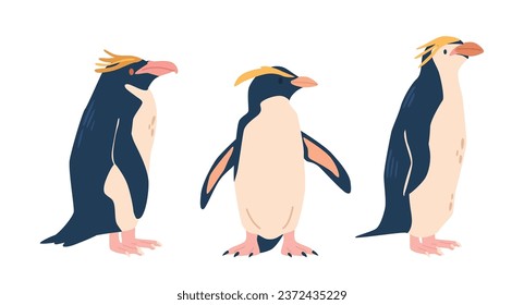 Rockhopper Penguin Species, Known For Their Distinctive Yellow Eyebrows, Are Agile, Coastal Birds, Vector Illustration