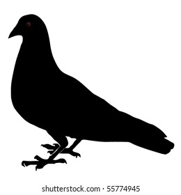 rock-pigeon