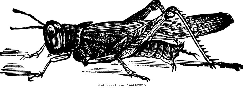 Rocky Mountain Grasshopper, vintage illustration.