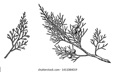 Rocky Mountain Juniper: A shrubby tree with a wide, irregularly rounded crown and knotty, twisted trunk reaching 13 meters in height, vintage line drawing or engraving illustration.