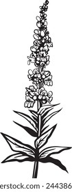 Rocky Mountain Penstemon. Hand drawn vector plant illustration