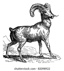 Rocky Mountain sheep (Ovis montana) or Bighorn sheep, vintage engraved illustration. Trousset encyclopedia (1886 - 1891).