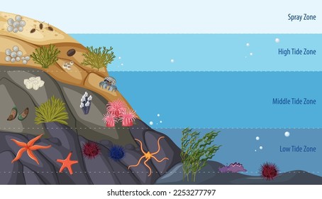 Rocky shore zonation education diagram illustration