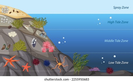 Rocky shore zonation education diagram illustration