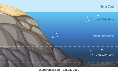 Rocky shore zonation education diagram illustration