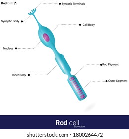 Rod cells are photoreceptor cells in the retina of eye which function in low light or in night vision using the rod pigments with rhodopsin vector illustration eps