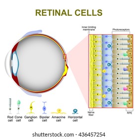 Retina Images, Stock Photos u0026 Vectors  Shutterstock