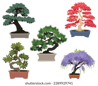 Rode Esdoorn Bonsai, Blue Jacaranda, Blauwe Spar Bonsai, Ficus Ginseng Bonsai, Japanese Black Pine Bonsai, Red Tree, Miniature Tree
