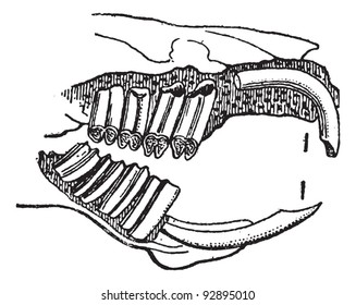 Rodent, Guinea pig jaw, vintage engraved illustration. Dictionary of words and things - Larive and Fleury - 1895.