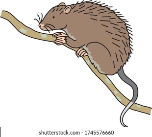 The rodent mouse is a companion to the field mouse that lives in Amami Oshima.