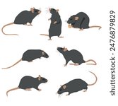 Rodents, rats vector view
Rodents, rats vector view, graphics