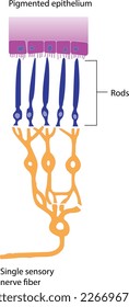 Arcos y conos: Una sola fibra nerviosa sensorial transmite impulsos desde varias varas al cerebro