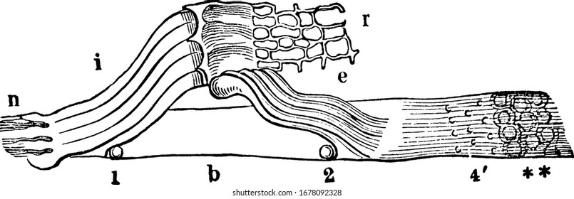 The rods of Corti of the ear. Shown hear is a bit of the basilar membrane with several rods on it, showing how they cover in the tunnel of Corti, vintage line drawing or engraving 