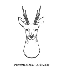 Roe Deer