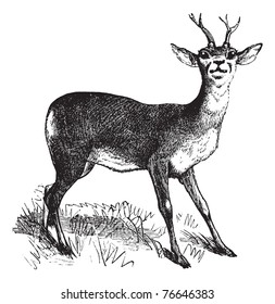 Roe Deer or Chevreuil or Capreolus capreolus, vintage engraving. Old engraved illustration of a Roe Deer. Trousset encyclopedia.