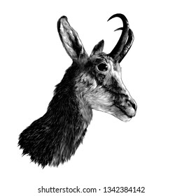 ROE deer head in profile, sketch vector graphics monochrome illustration on white background