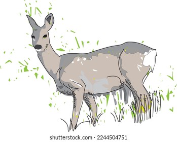 Roe deer in natural surroundings
