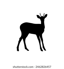 Roe deer silhouette, solid icon vector. Roe deer icon. Livestock concept. Roe deer sign on white background. Roe deer meat badge. Part of my game meat illustration collection. Hunt. Hunting