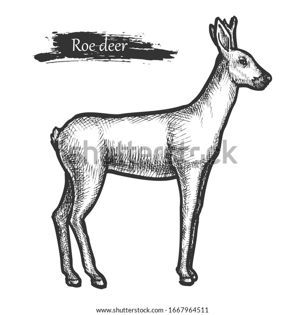 子鹿は野生の動物をスケッチし 手描きのベクターイラスト 鉛筆のスケッチと線のハッチング 野生生物 動物のモノクロ彫刻に使用する魚の子鹿またはシボレイ のベクター画像素材 ロイヤリティフリー