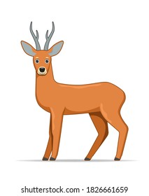 Roe deer standing on a white background. Cartoon style vector illustration