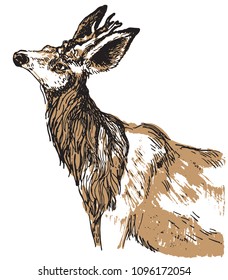 Roe deer vector illustration. Hand drawn graphic sketch of animal neck and head. 