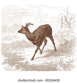 Roe deer - vintage engraved illustration - "Histoire naturelle" by Buffon and Lacépède published in 1881 France