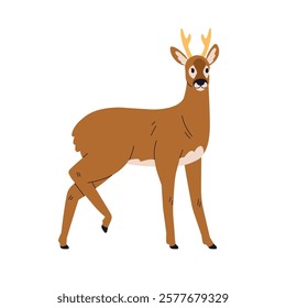 Roe deer. Wild forest animal standing. Cute herbivore in graceful pose. Woodland mammal with horns. Wildlife nature. Zoology, flat graphic vector illustration isolated on white background