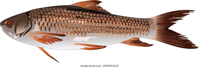 Rohu Fish illustration. Big Rui fish illustration. Rohu Fish (Roho Labeo). Vector illustration with refined details and optimized stroke.