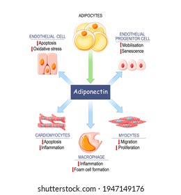 Role of adiponectin. adipose tissue that produced protein hormone adipokine. Effects  of adiponectin in the human body. Vector illustration