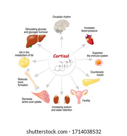 The Role Of Cortisol In The Body. It Is Hormone Released In Response To Stress And Low Blood-glucose Concentration. Human Endocrine System. Vector Diagram For Medical, Educational, Science Use