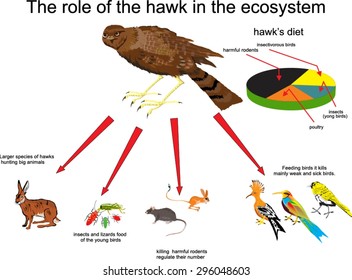 The role of the hawk in the ecosystem illustration 