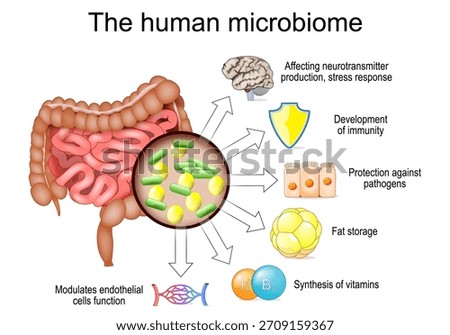 Role of human microbiome from Synthesis of vitamins and Development of immunity to Affecting neurotransmitter production, and stress response. Large intestine. Close-up of bacteria. Vector