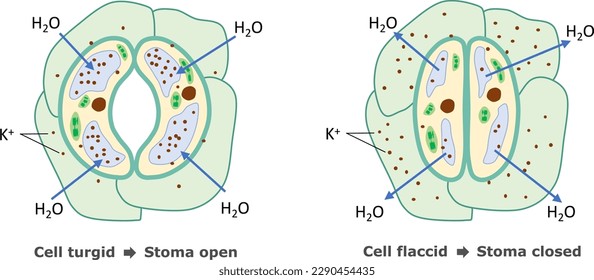 Role of pottasium in opening of stoma. Illustration for education