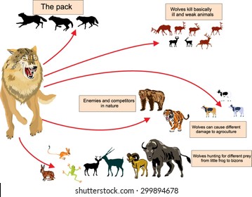 Role of the wolf in ecosystem, infograchic illustration demonstrating life and habits of wolves