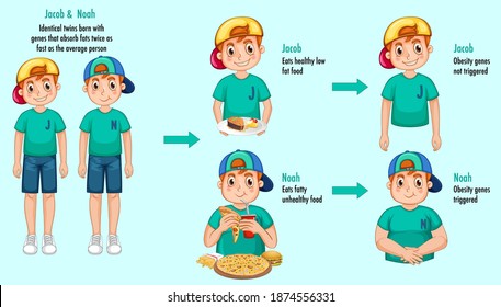 Roles of genes and environment. Body fat in identical twins infographic. illustration