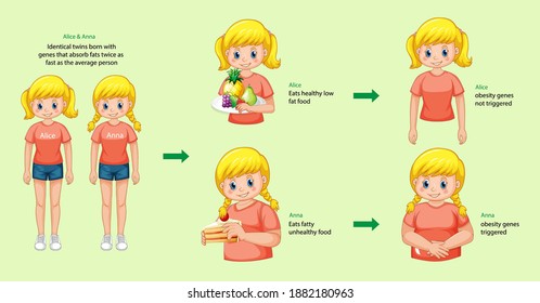 Roles of genes and environment. Body fat in identical twins infographic. illustration