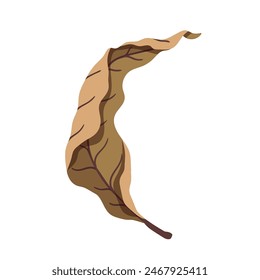 Rolled up dry autumn leaf. Vector graphics.