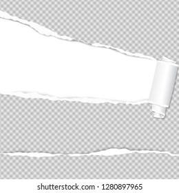 Rolled and ripped squared white notebook paper sheet for text. Vector illustration