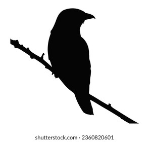 Roller bird silhouette vector illustration.